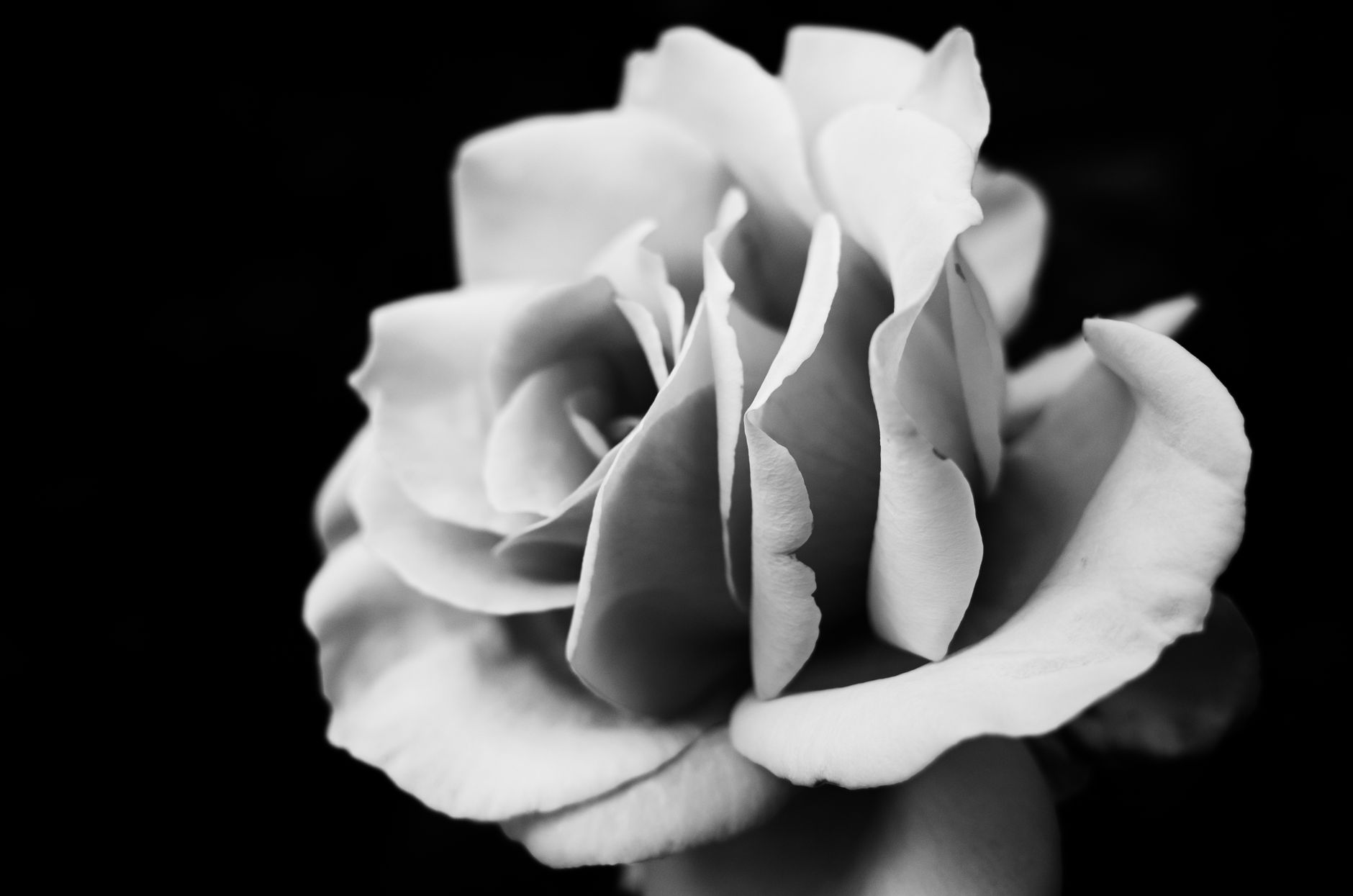 grayscale photo of flower